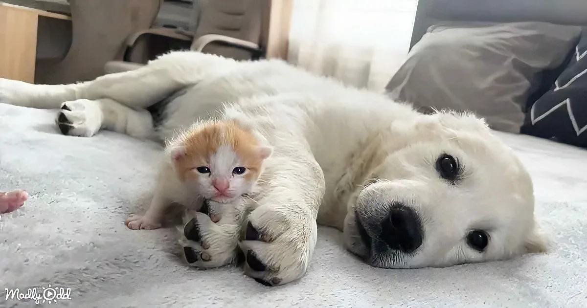 Golden Retriever and Kittens