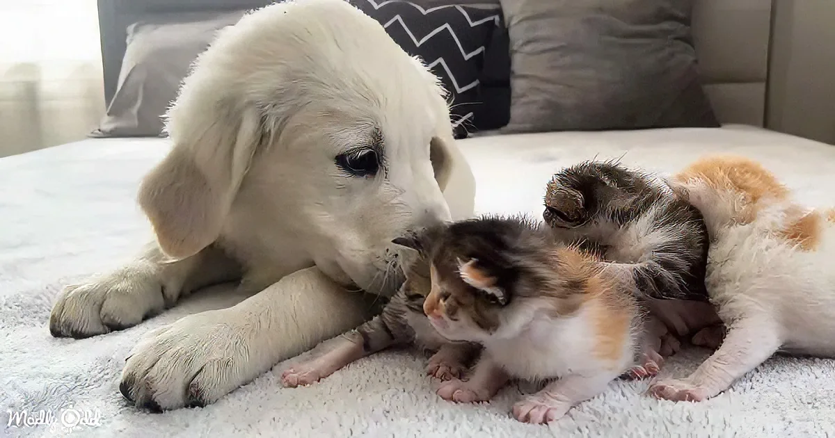 Golden Retriever and Kittens