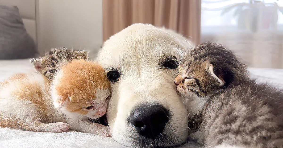 Friendly Golden Retriever Happily Babysits Newborn Kittens