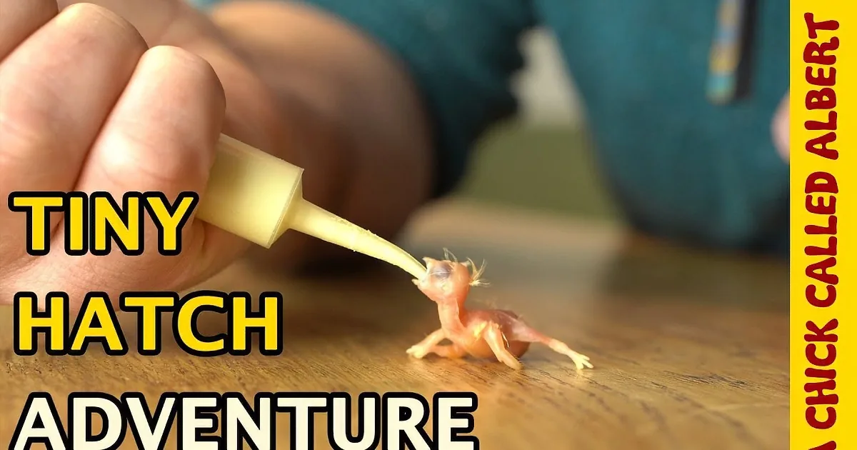 A baby axolotl is being fed from a bottle, its mouth open wide, with a blurred background.