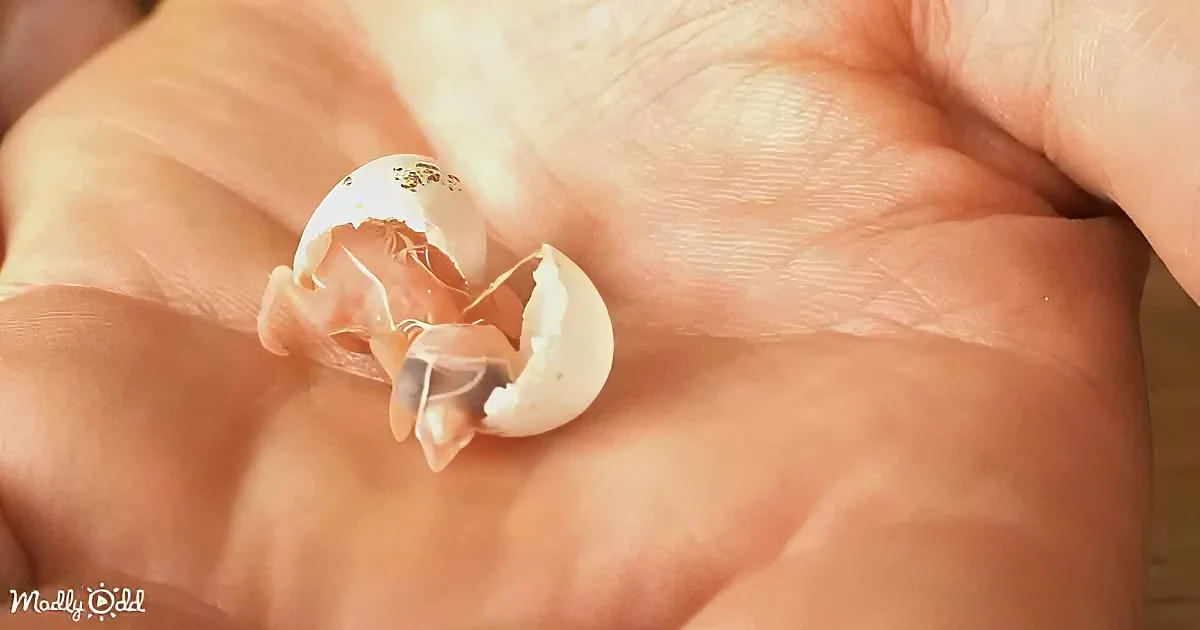 A hand holds a small, partially cracked eggshell with a tiny bird inside, emerging.