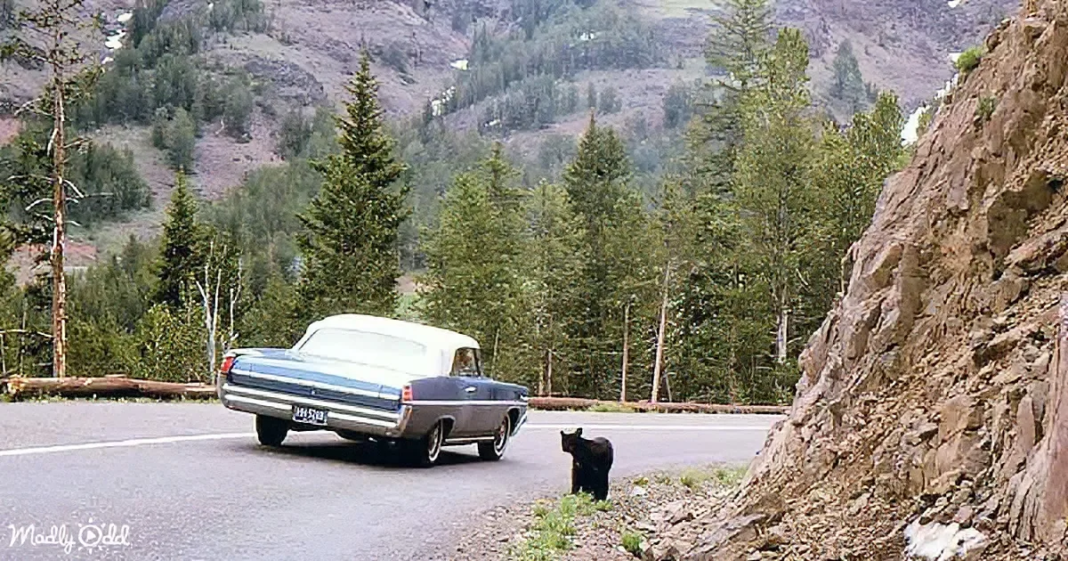 A vintage car drives past a black bear on a mountain road surrounded by trees.