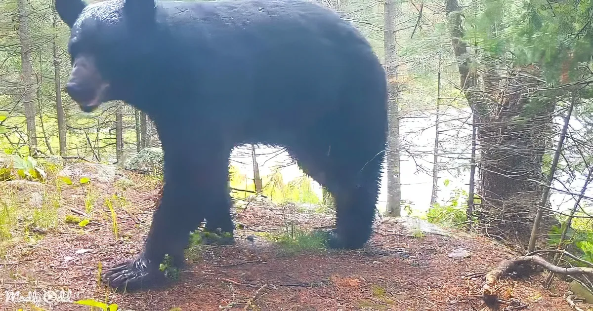 A black bear stands in a forested area with trees and a body of water in the background.