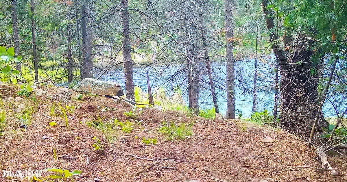 Trail Camera Captures an Abundance of Wildlife Near a Beaver Pond
