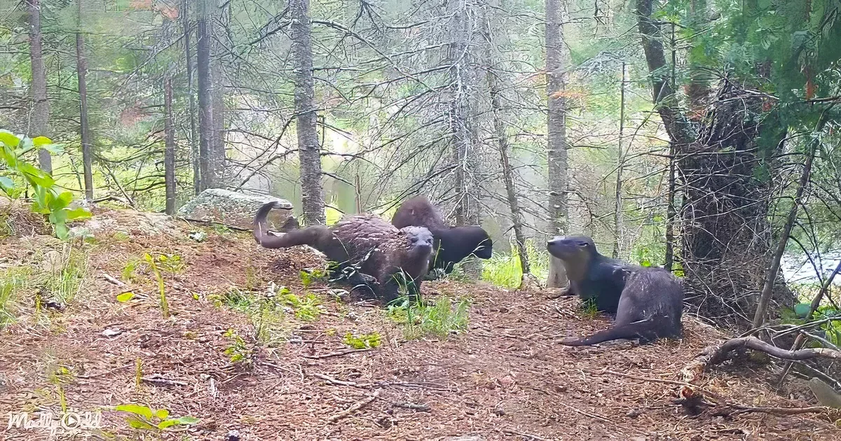 Three otters rest on forest floor amidst trees and greenery.