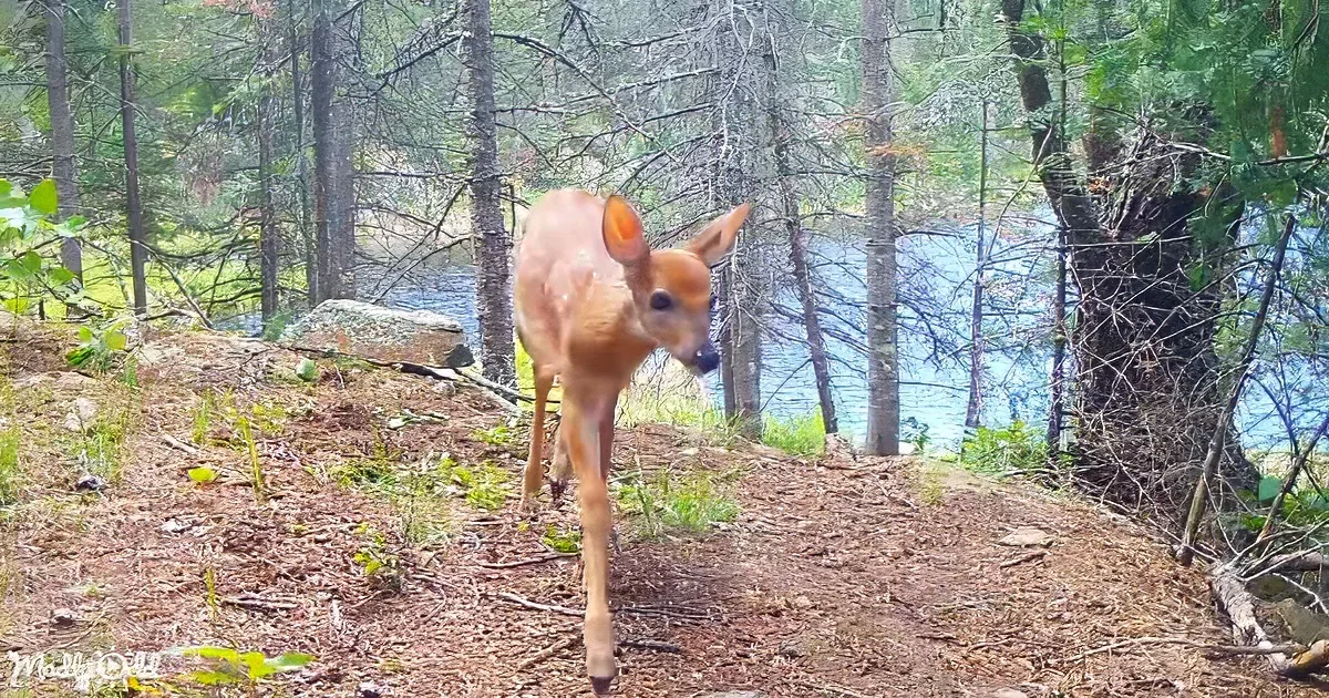 A young deer stands on a forest trail near a lake, surrounded by trees and greenery.