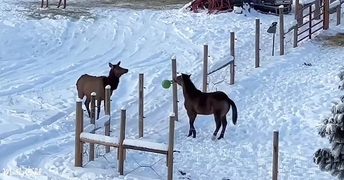 Horse and Elk Team up for Epic Ball Game