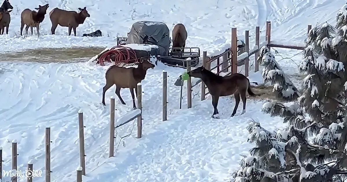 Horse and Elk