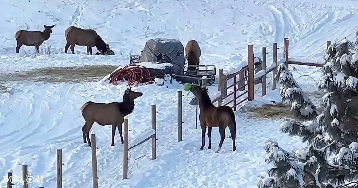 Horse and Elk