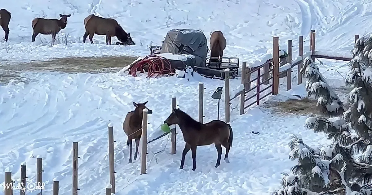 Horse and Elk