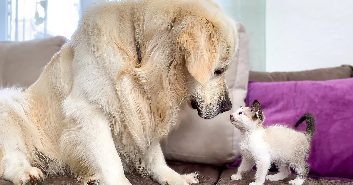 Moment of Bliss When Golden Retriever Meets a Kitten for the First Time