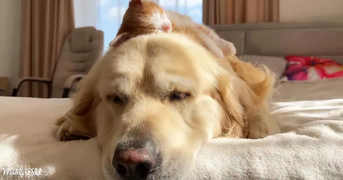 Kitten Finds Comfort in Golden Retriever Snuggle Buddy