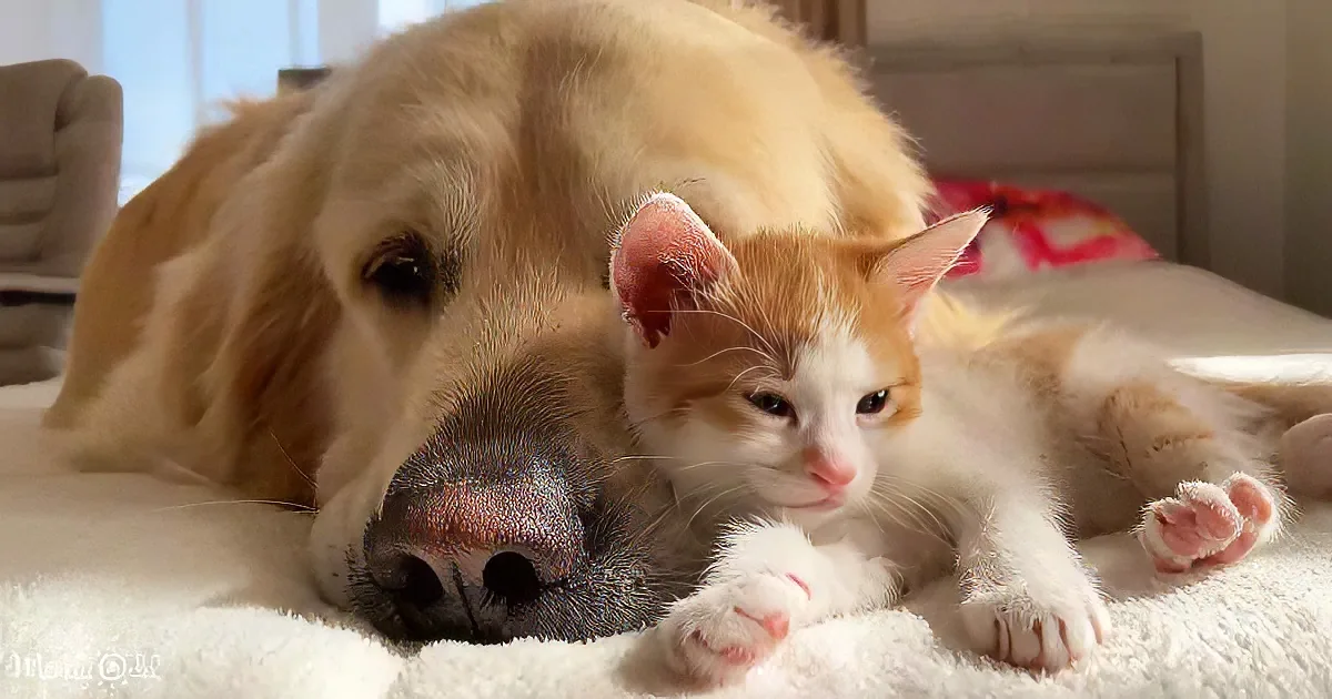 Kitten and Golden Retriever