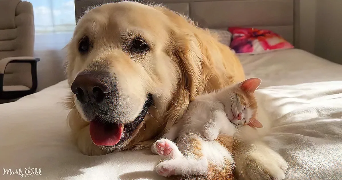 Kitten and Golden Retriever