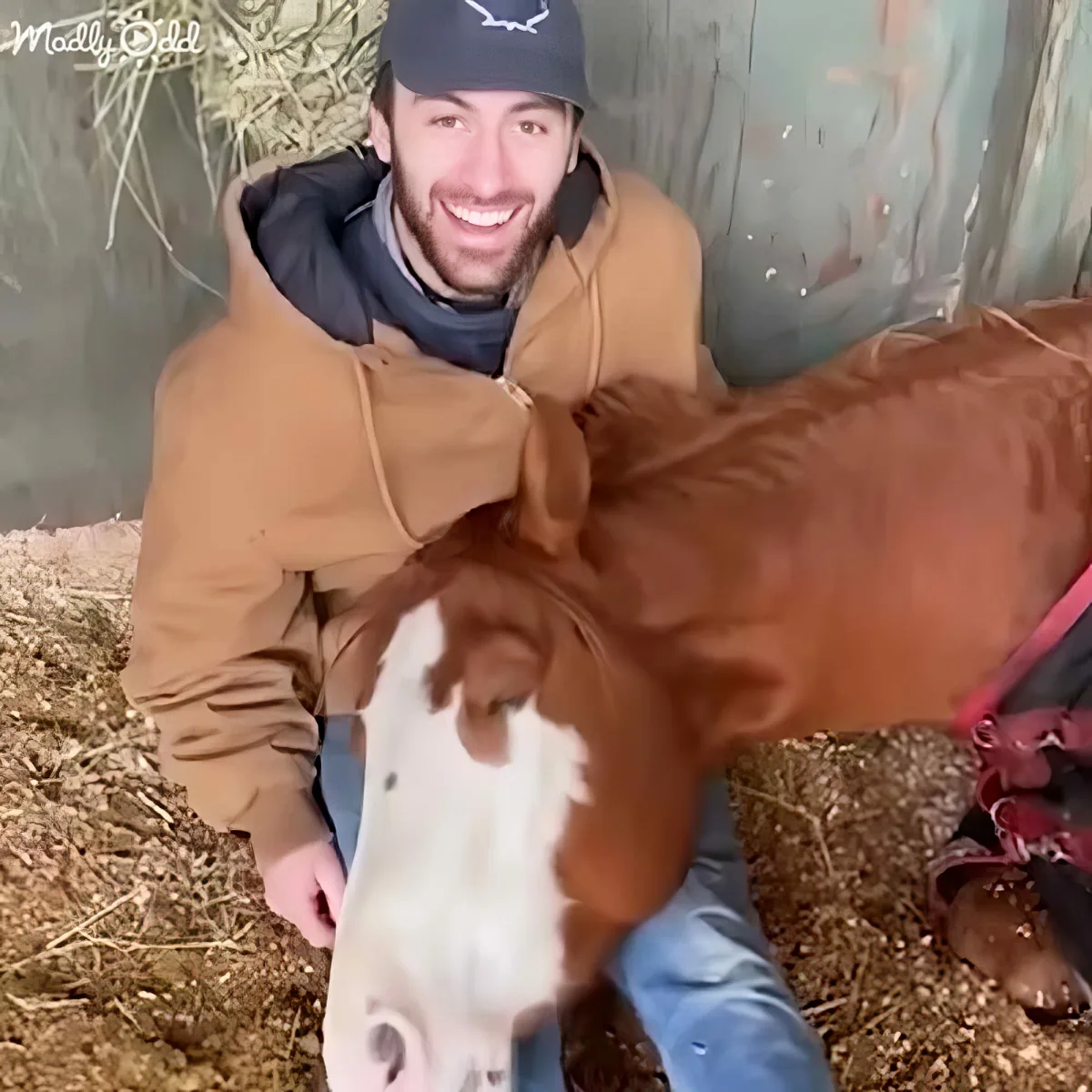 A man in a brown jacket and blue boots smiles while holding a small white and brown calf in a barn.