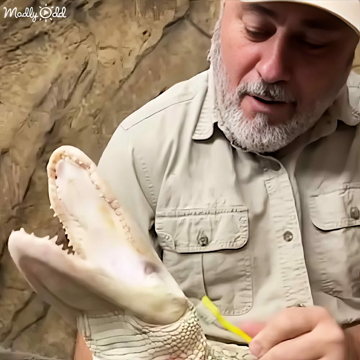A man in a safari shirt examines a large, open shark jaw with a yellow tool.