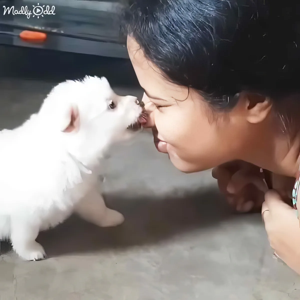 A white puppy and a person are nose-to-nose, sharing a tender moment on a concrete floor.