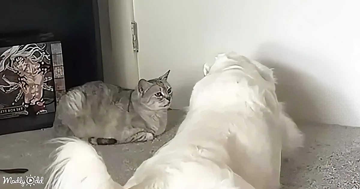A fluffy white dog and a gray cat are facing each other, seemingly interacting in a room.