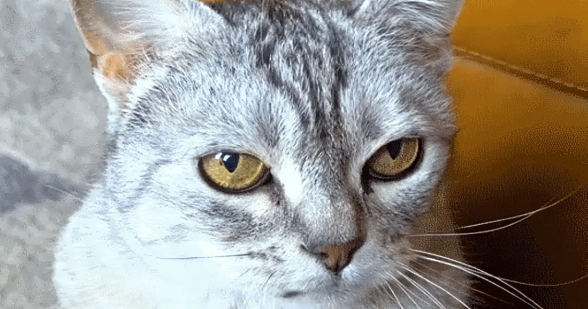 The Unlikely Love Story of a Woman and Her Senior Cat 'Potato'