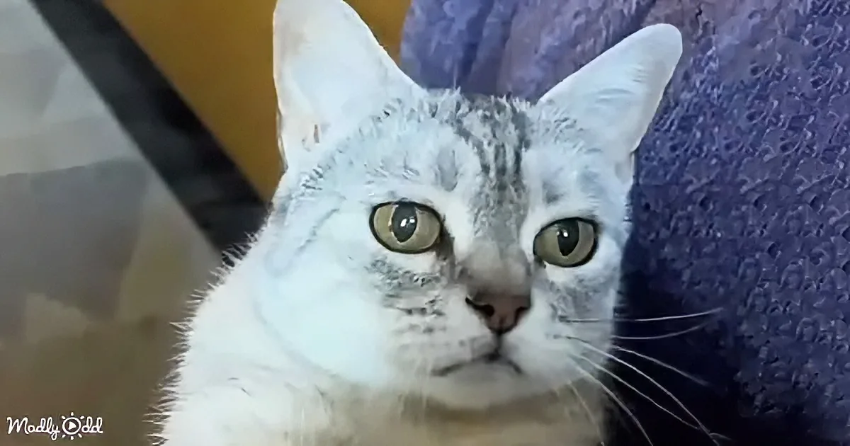 A white cat with green eyes and a grayish pattern on its head is sitting on a blue surface.