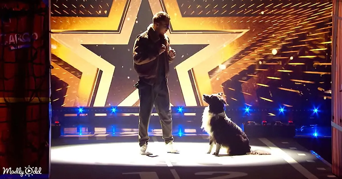 Dog Performance on AGT