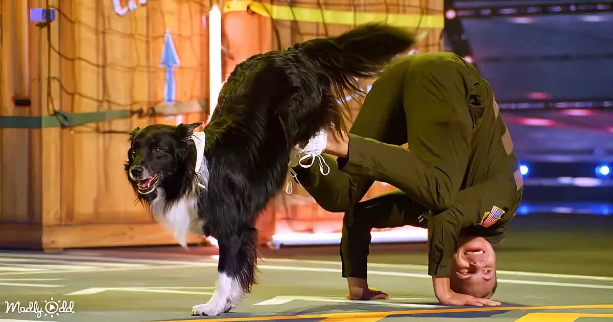 A person does a handstand while a dog stands on its hind legs nearby.
