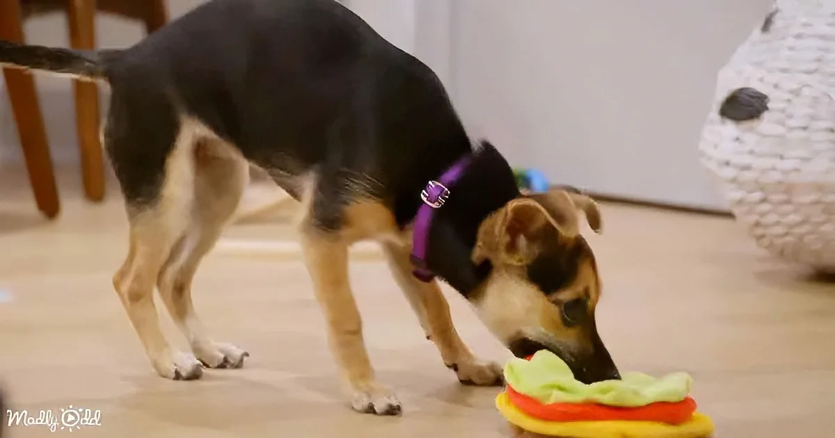 A dog with a purple collar plays with a colorful toy on a light floor.