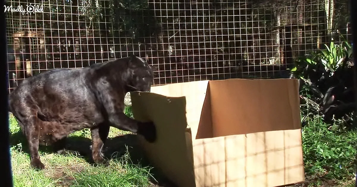 A large black dog investigates a cardboard box in a grassy enclosure with a wire fence.