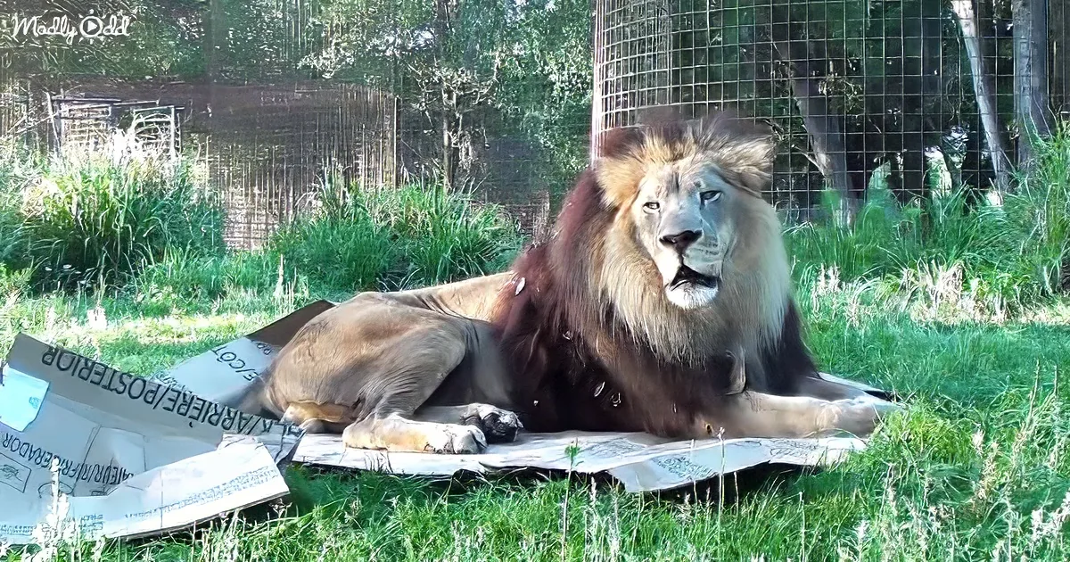 A lion rests on a cardboard box in a grassy enclosure with trees and fencing in the background.