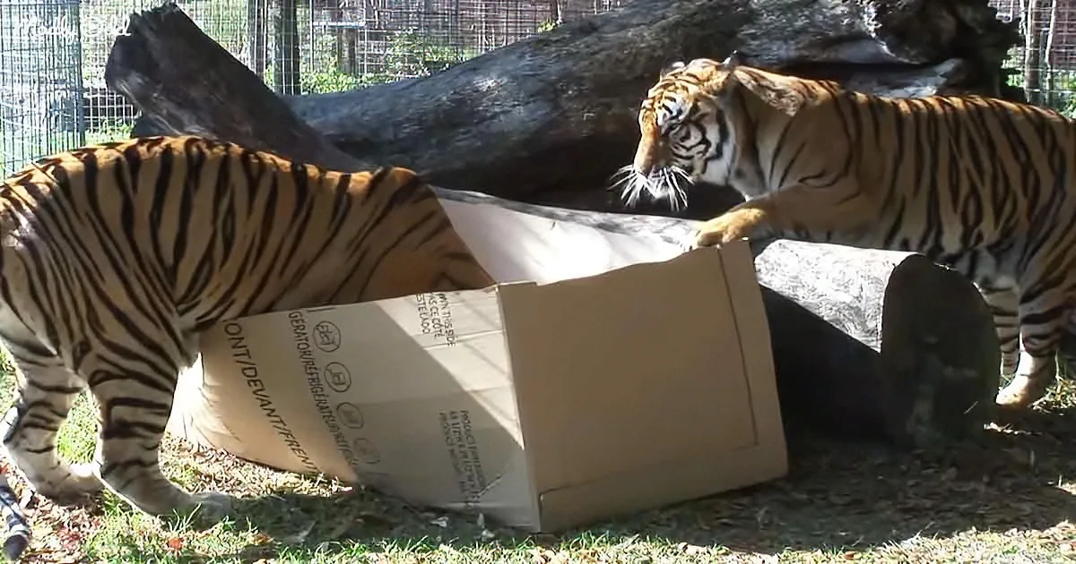 Two tigers interact with a large cardboard box in a zoo enclosure.