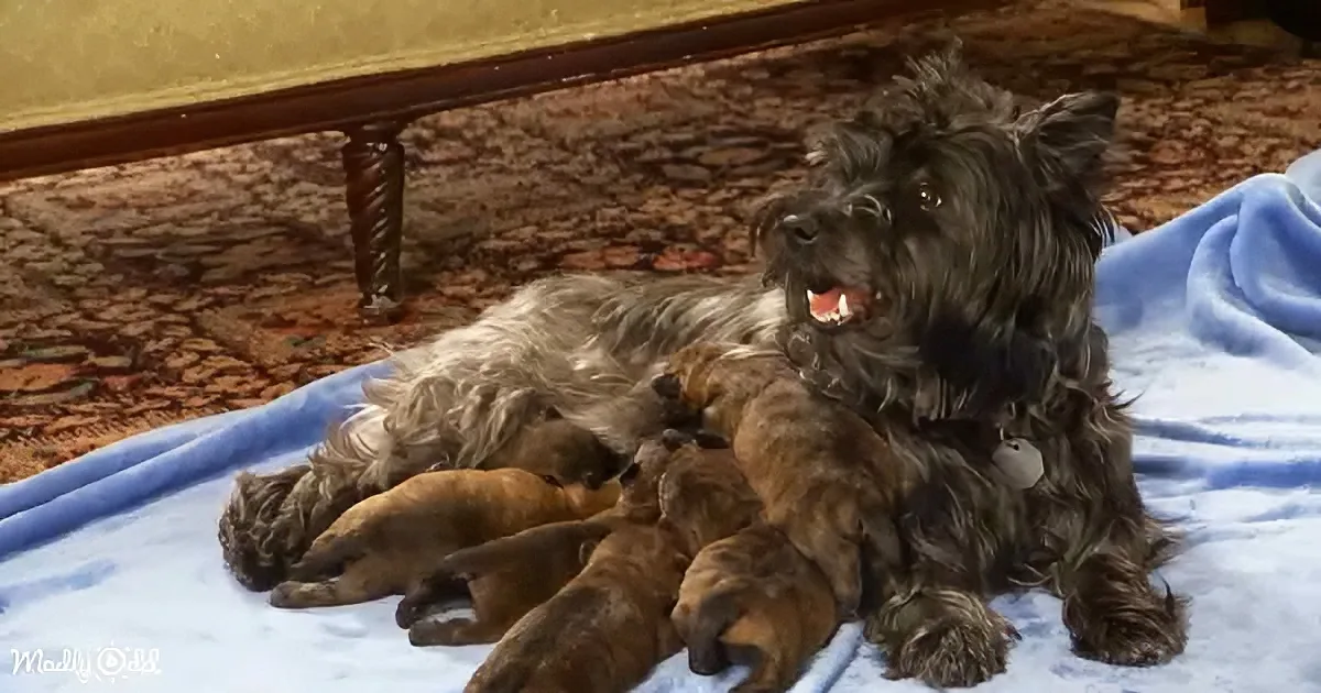 A fluffy black dog sits on a blue blanket, nursing her litter of brown puppies.
