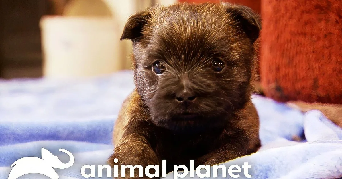 Animal Planet's Adorable Resident Cat Greets Terrier Puppies in New Home