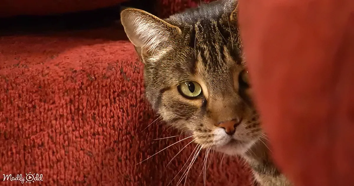 A tabby cat with striking green eyes peers out from behind a red fabric surface.
