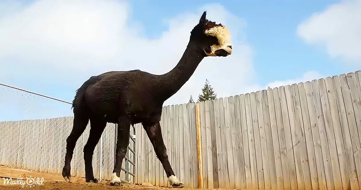 A black alpaca with a white face stands in front of a wooden fence under a blue sky.