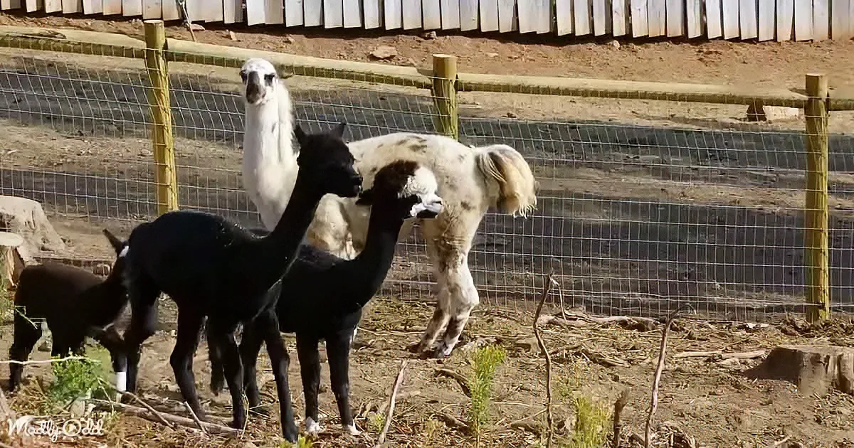 Four alpacas in a fenced enclosure, one white and three black, standing together on dirt ground.
