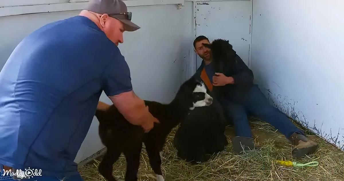 A man in a blue shirt pets a black and white calf while another man sits nearby on straw.