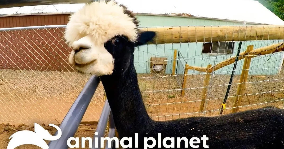 A Mother's Love: Allison the Alpaca and Her Daughter's Emotional Reunion