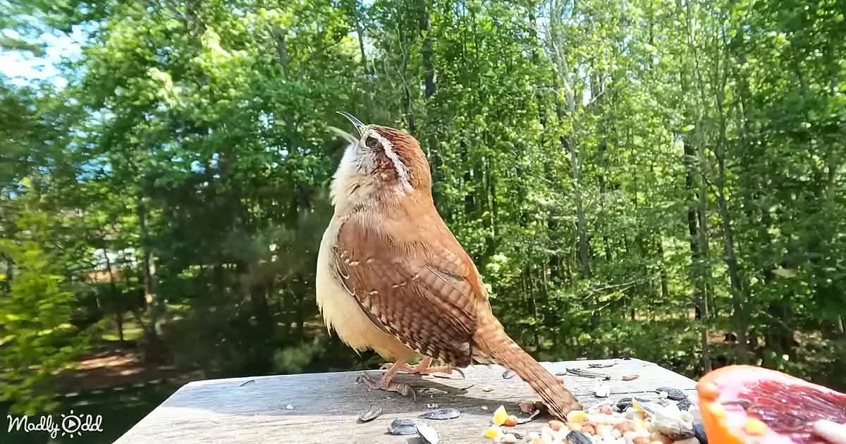 The Bossy, Busy, and Beloved Backyard Bird With a Song to Match