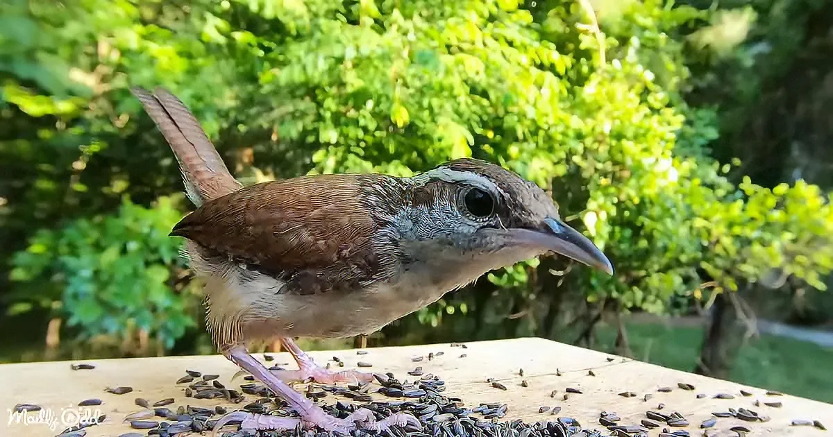 A brown bird with white stripes and a blue beak stands on a wooden surface with scattered seeds, surrounded by green foliage.
