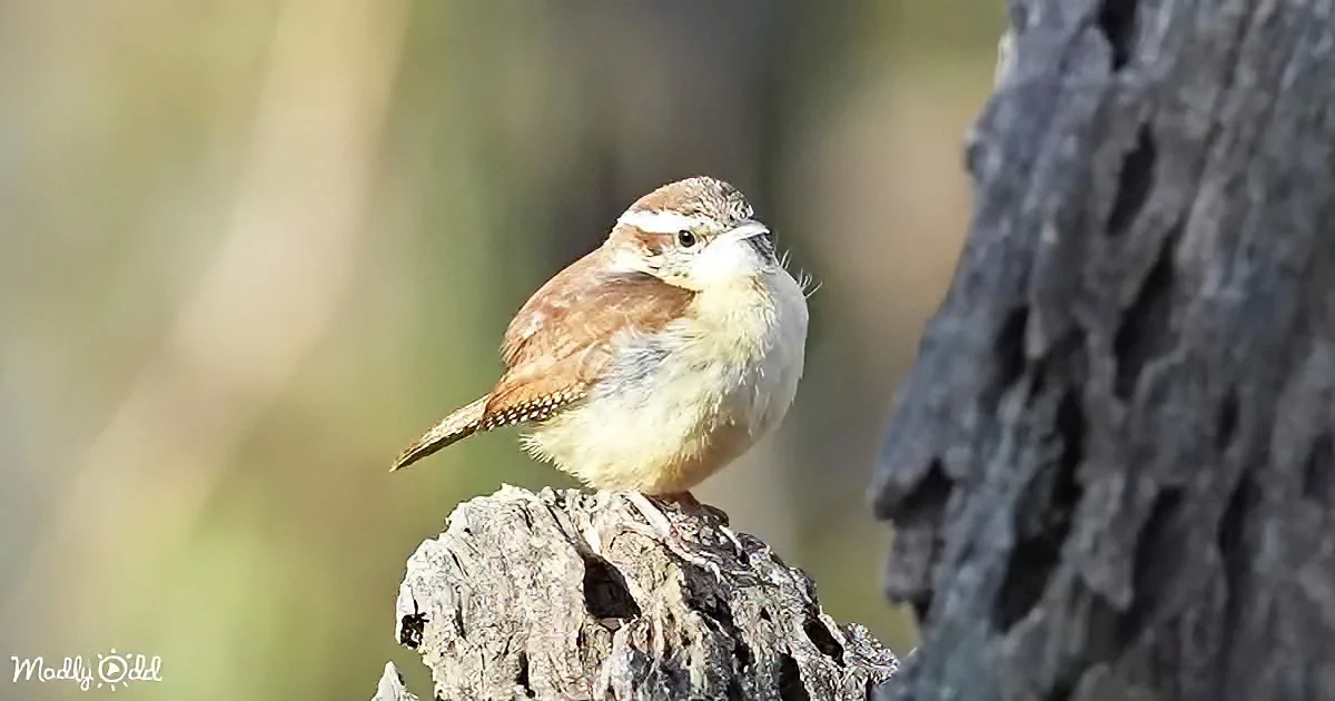 A small brown and white bird perches on a weathered tree stump.