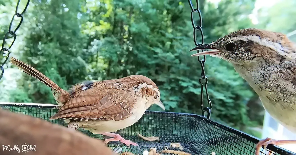 Two brown birds, one perched on a feeder, the other in flight, both with speckled plumage, against a green forest backdrop.