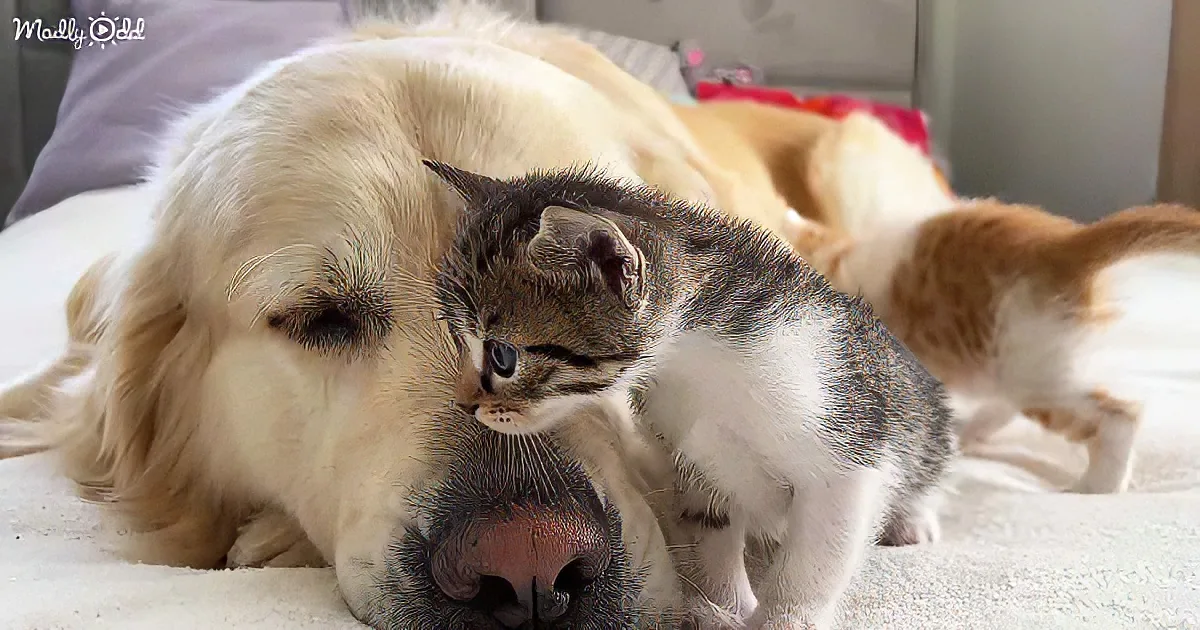 Golden Retriever and kittens
