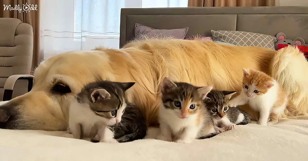 Golden Retriever and kittens