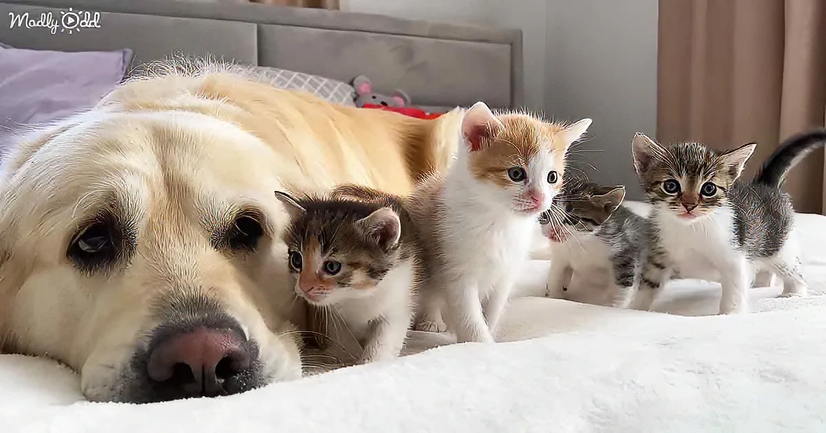 Golden Retriever and kittens