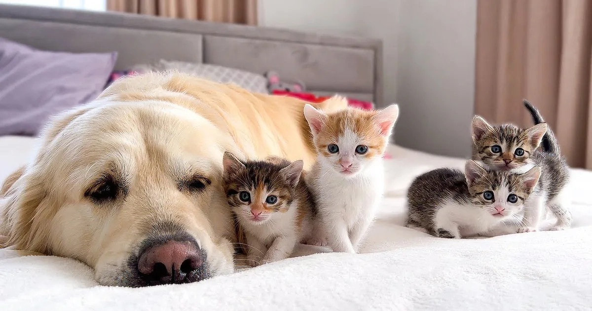 A Heartwarming Story of a Golden Retriever Grandpa and His Kittens