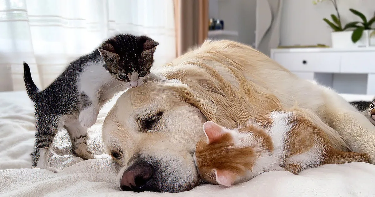 The Endless Patience of a Golden Retriever With He Is 'Attacked' by Cuteness