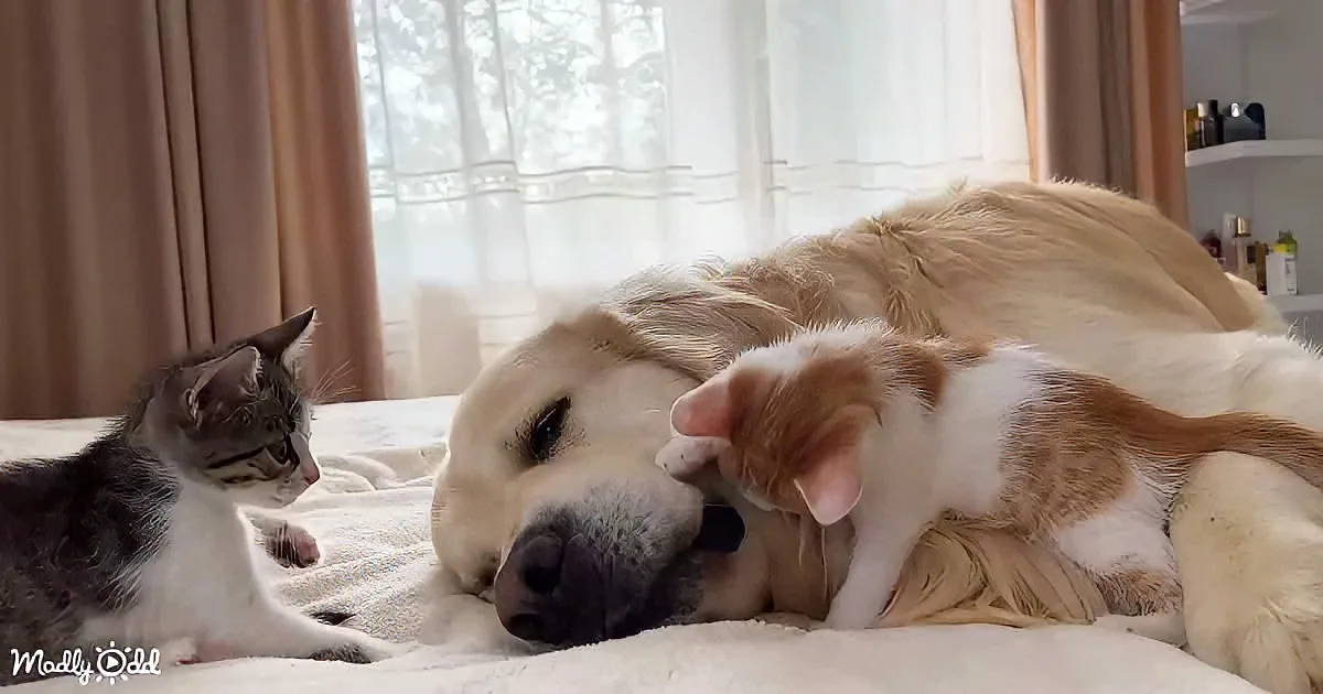 Golden Retriever and kittens