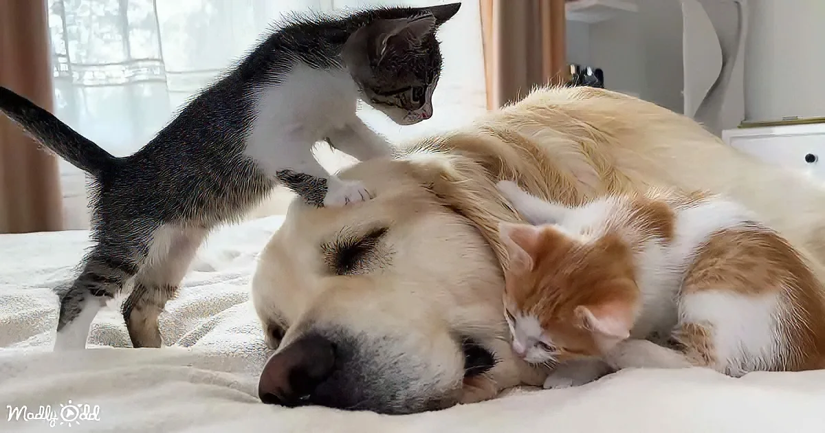Golden Retriever and kittens
