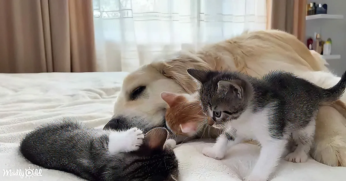 Golden Retriever and kittens