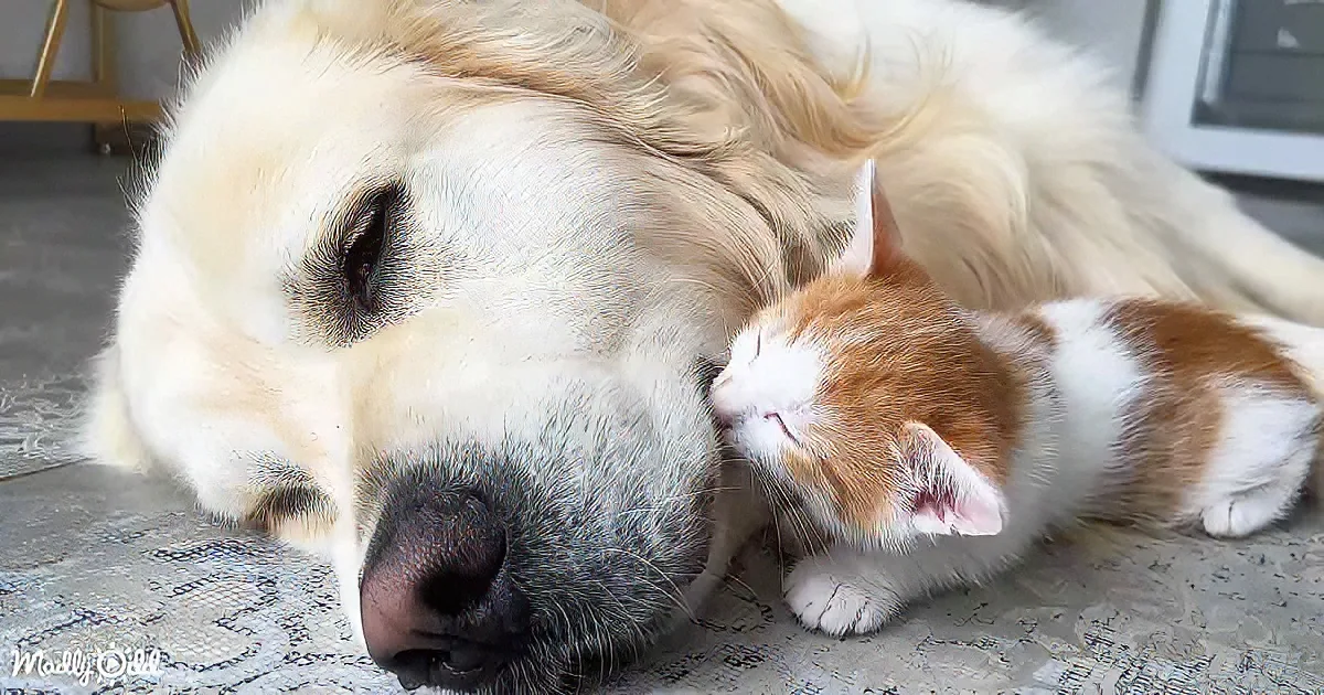 Golden Retriever and kittens